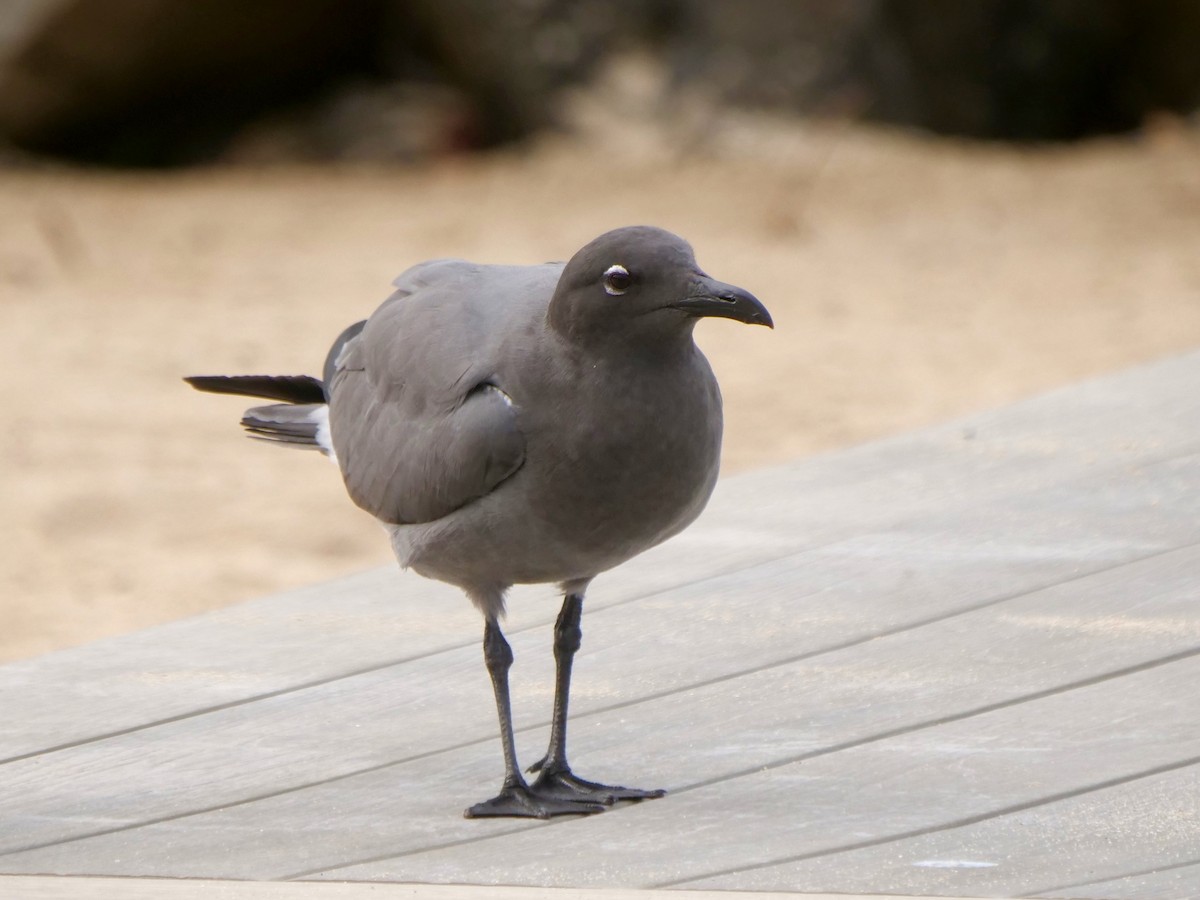 Gaviota Fuliginosa - ML646512937