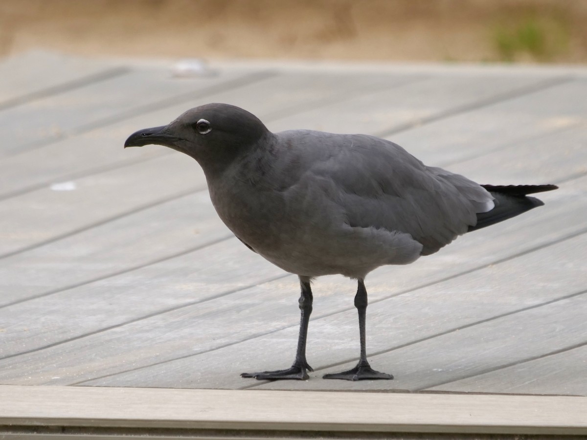 Gaviota Fuliginosa - ML646512938