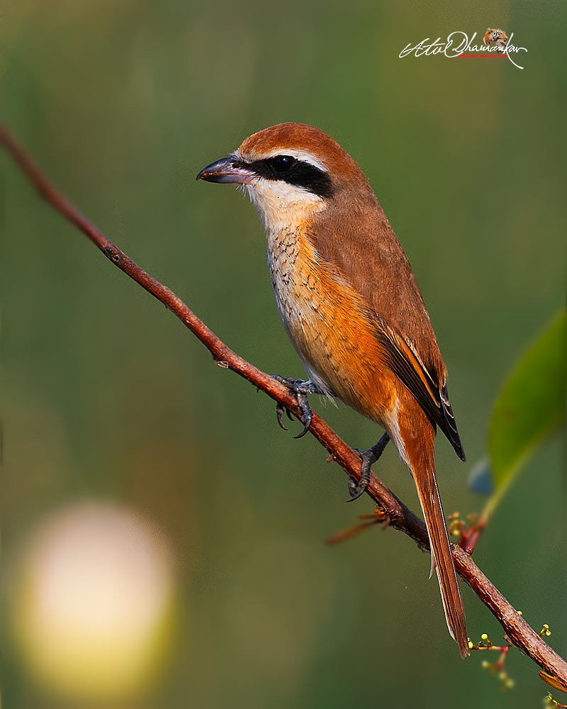 Brown Shrike - ML646512942