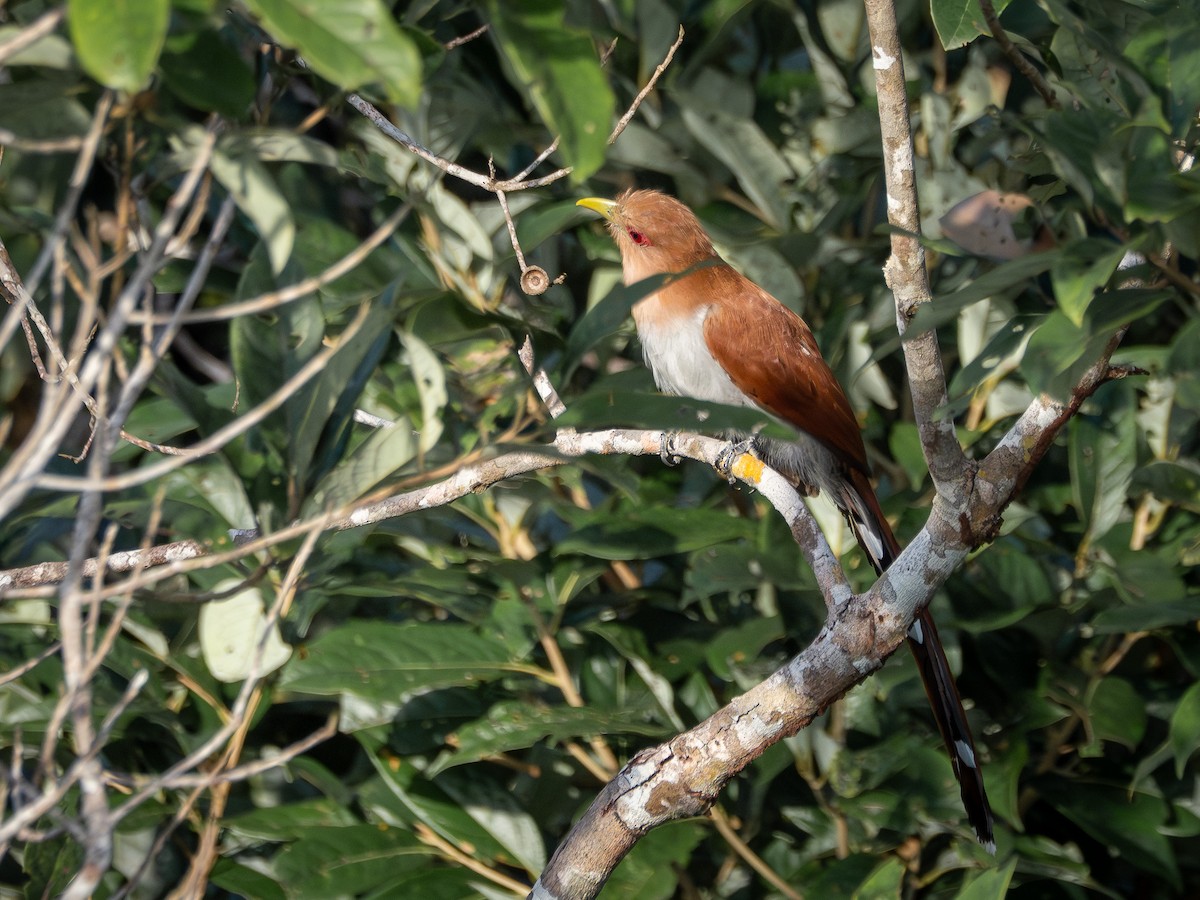 Common Squirrel-Cuckoo (Amazonian) - ML646512944