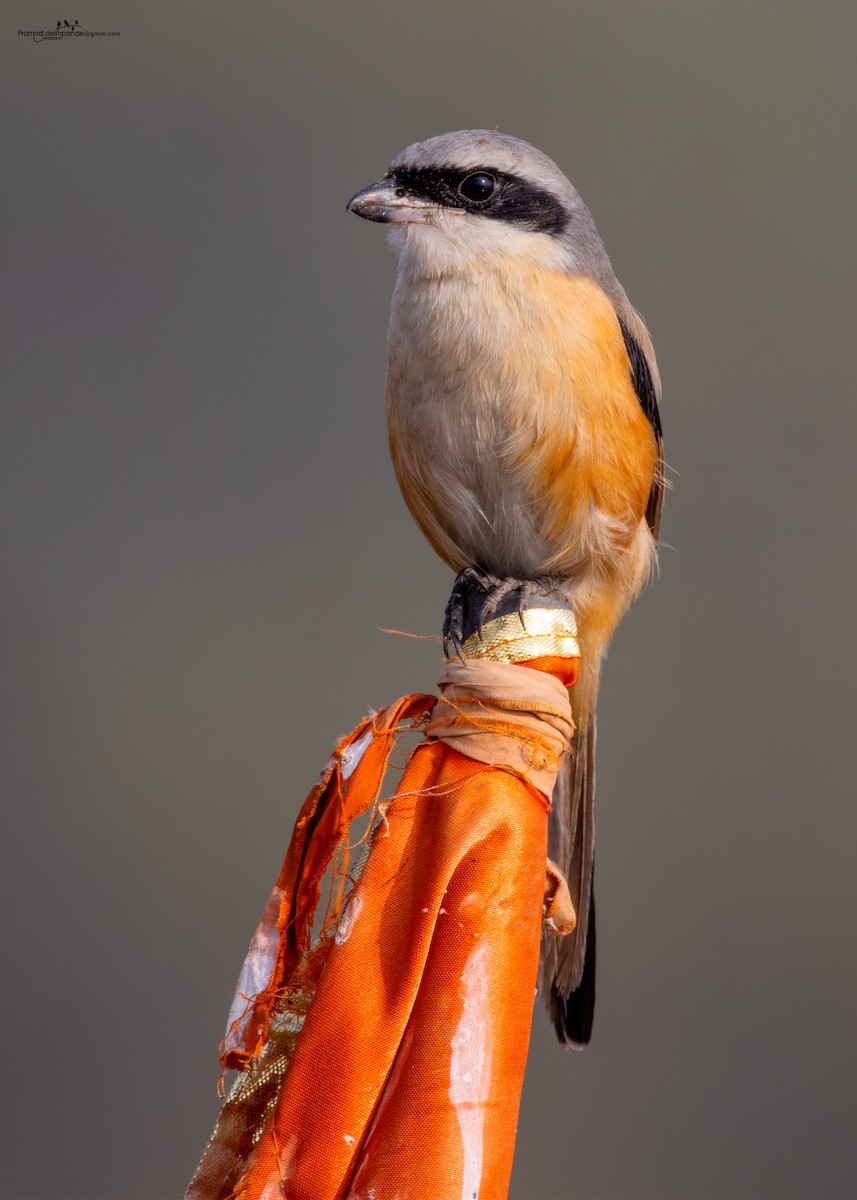 Long-tailed Shrike - ML646512945