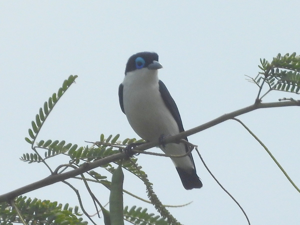 Artamie chabert (schistocercus) - ML646512946