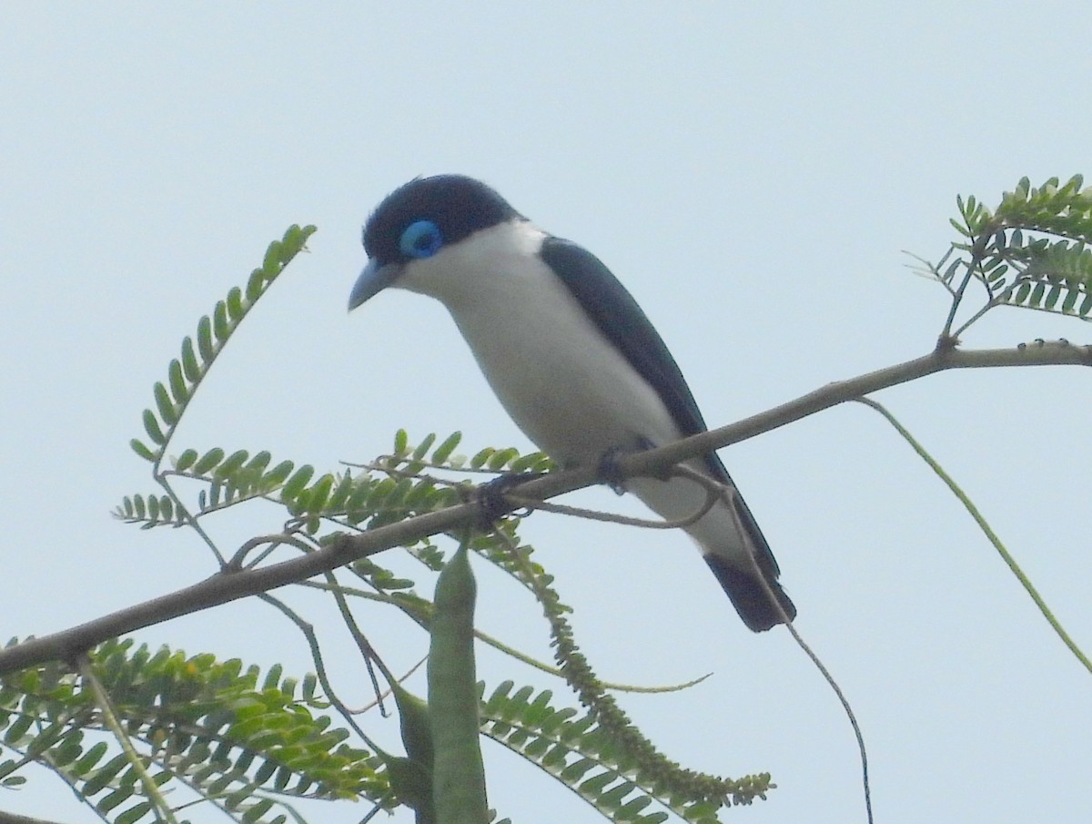 Artamie chabert (schistocercus) - ML646512947