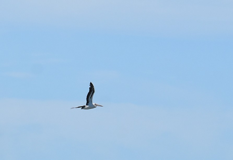 Australian Pelican - ML646512948