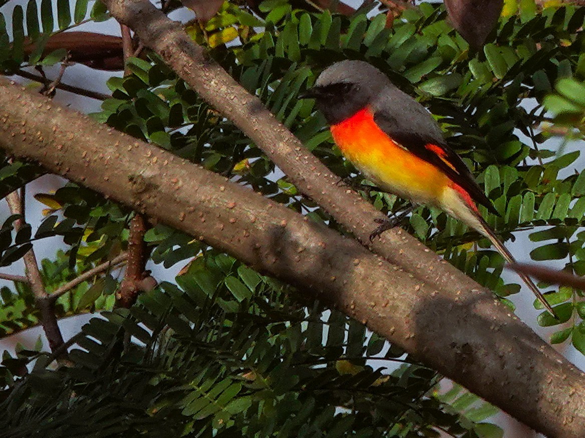 Small Minivet - ML646512952