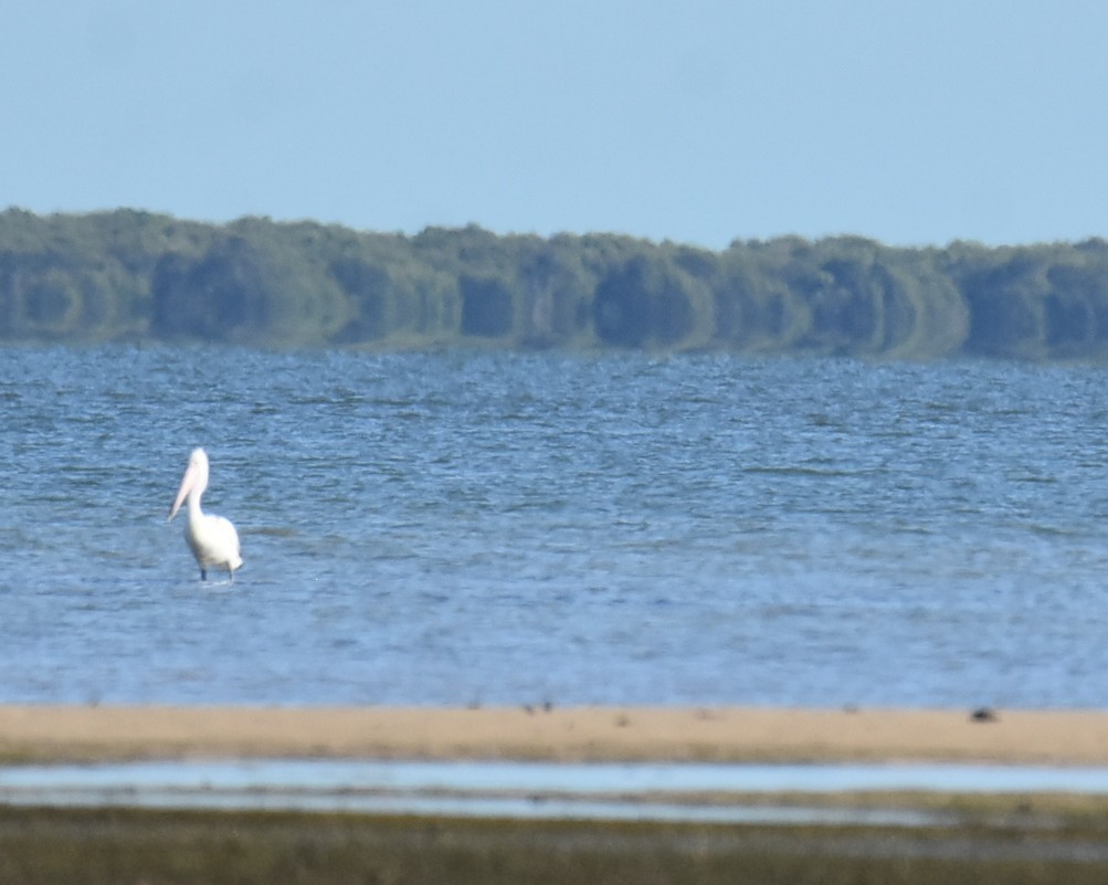 Australian Pelican - ML646512953