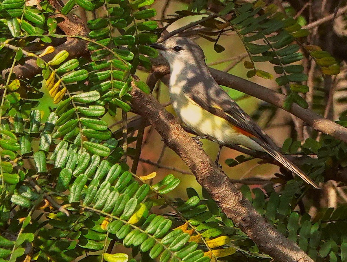 Small Minivet - ML646512954