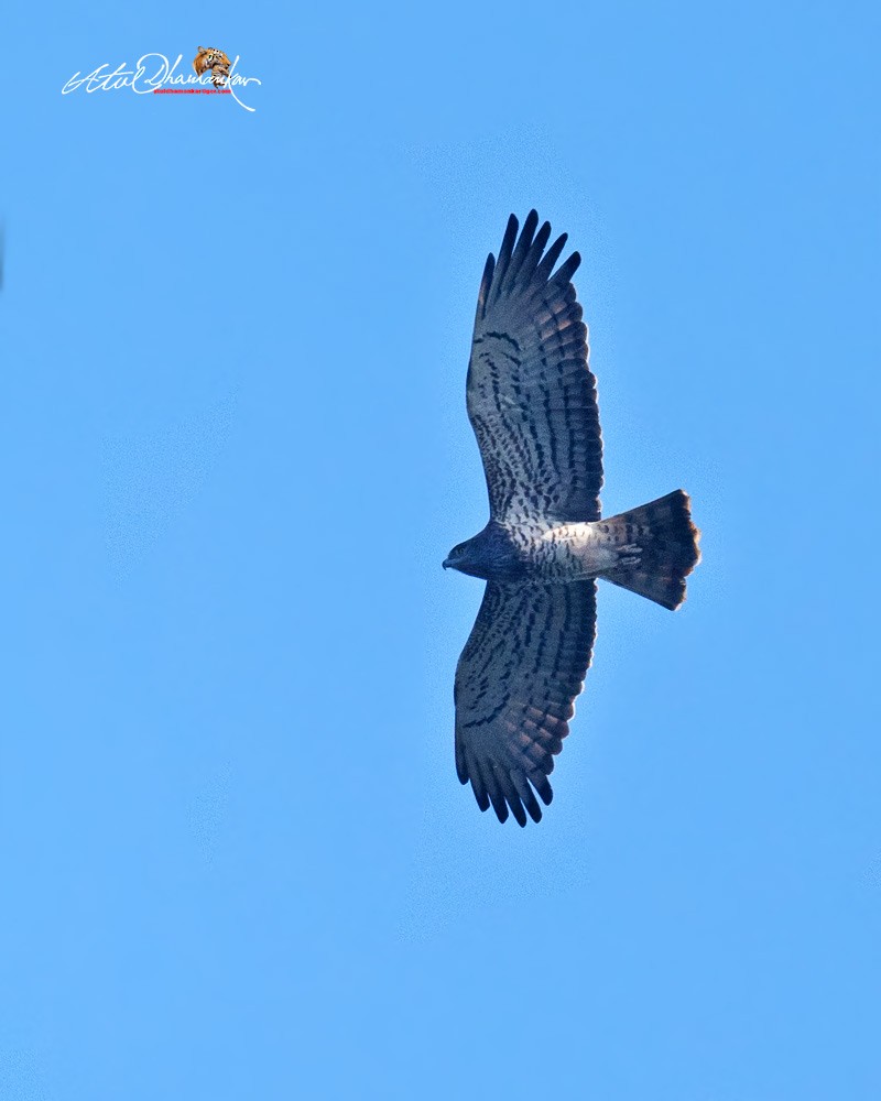 orlík krátkoprstý - ML646512955