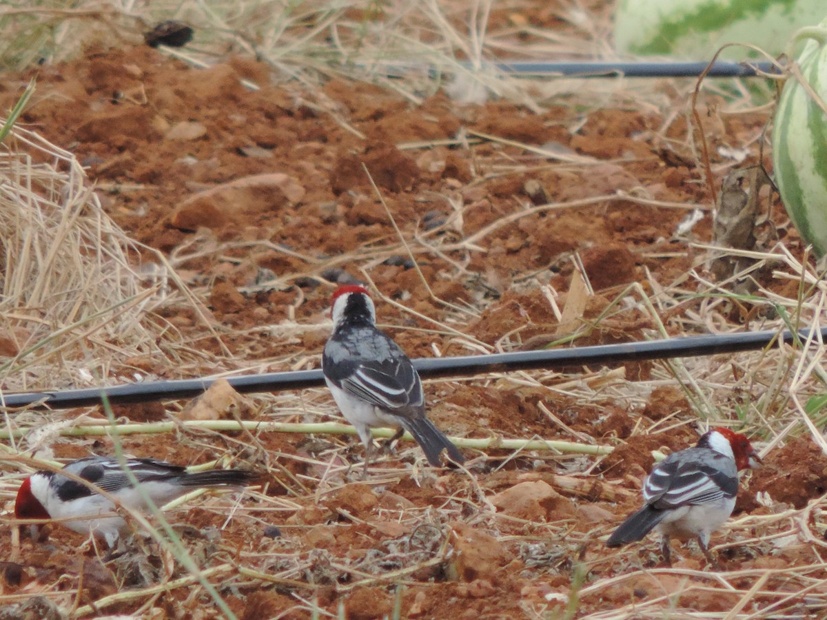 Доминиканская танагра-кардинал - ML646512956