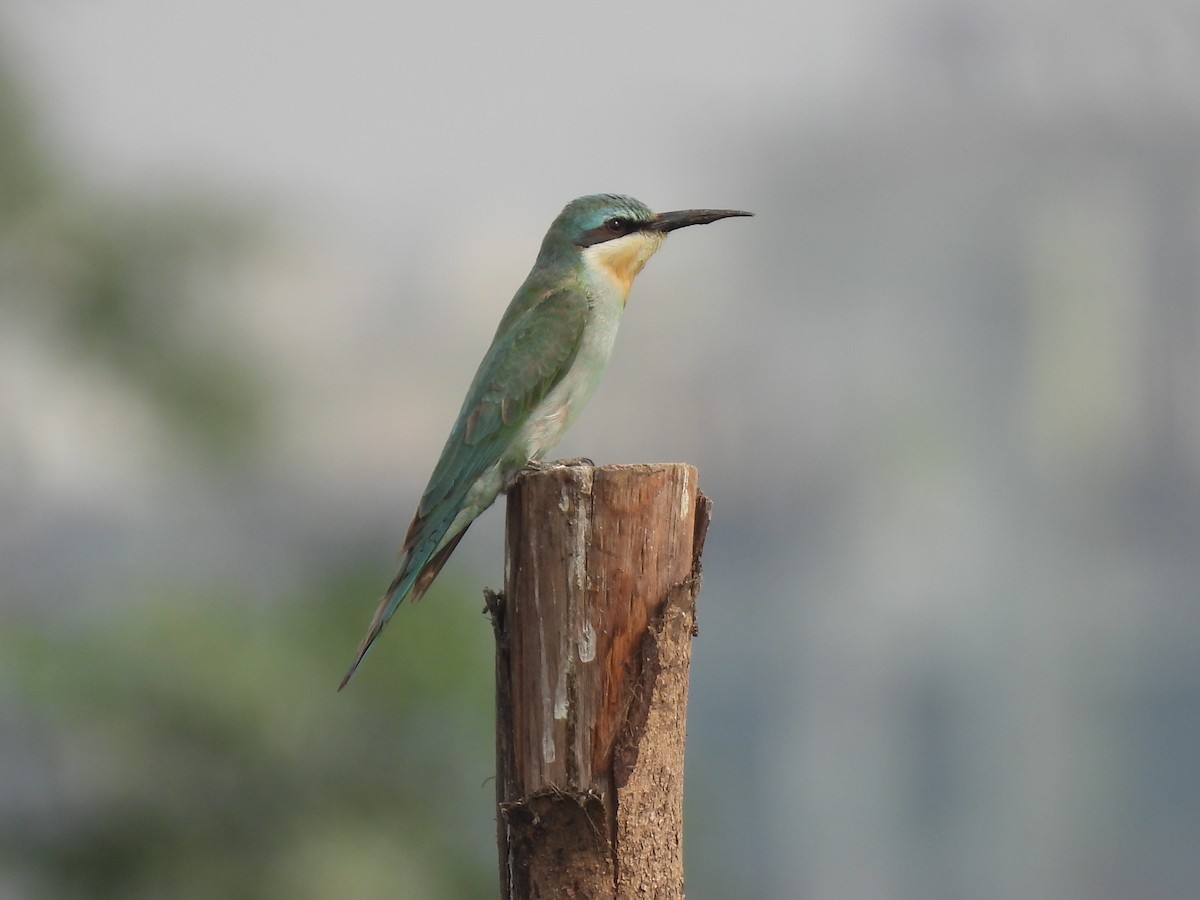 Blauwangenspint - ML646512960