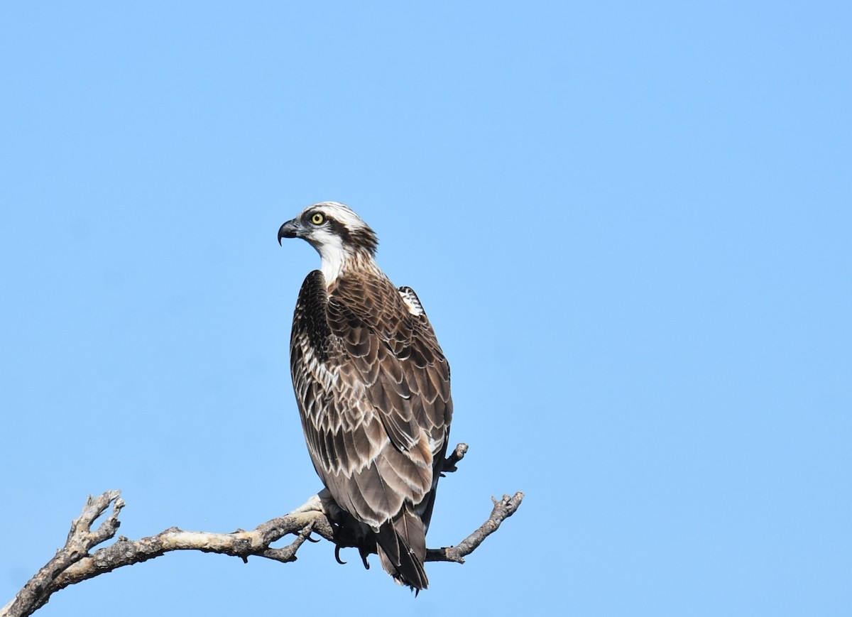 Osprey (Australasian) - ML646512961