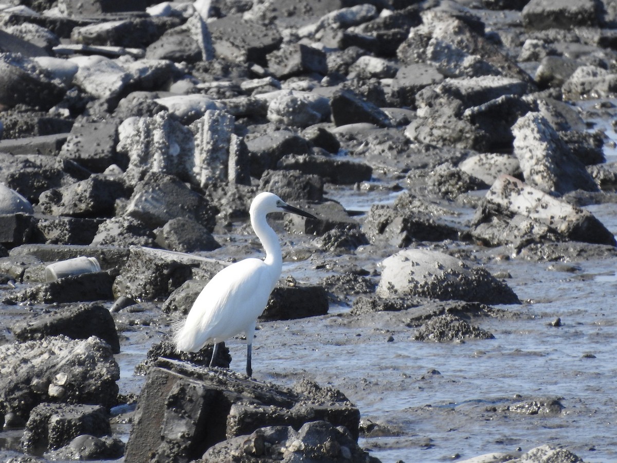 Little Egret - ML646512962