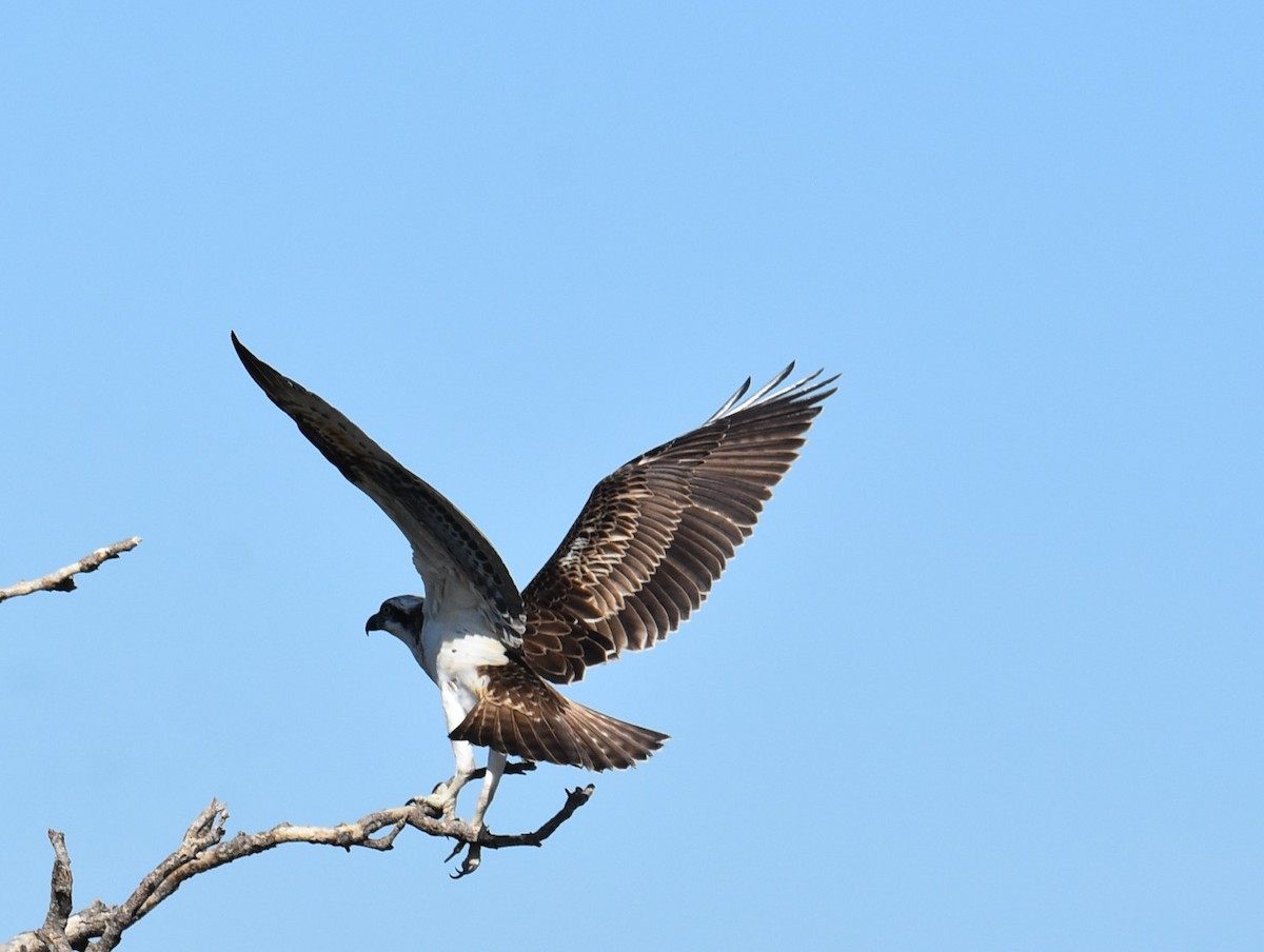 Osprey (Australasian) - ML646512963