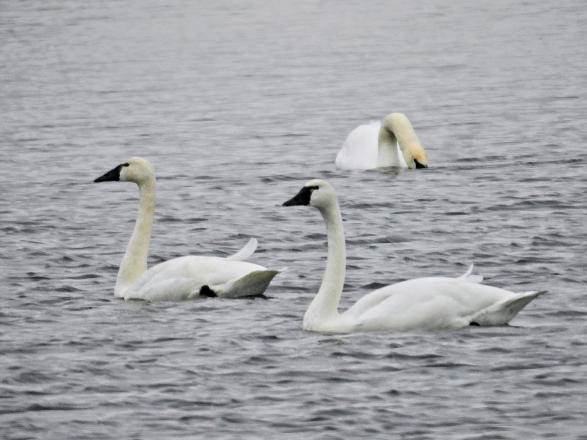 Tundra Swan - ML646512964