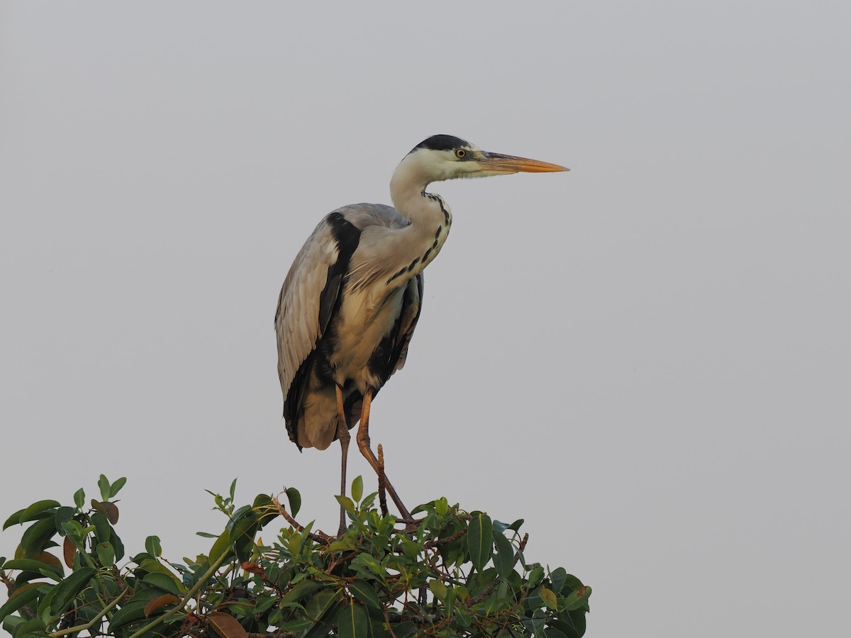 אנפה אפורה - ML646512965