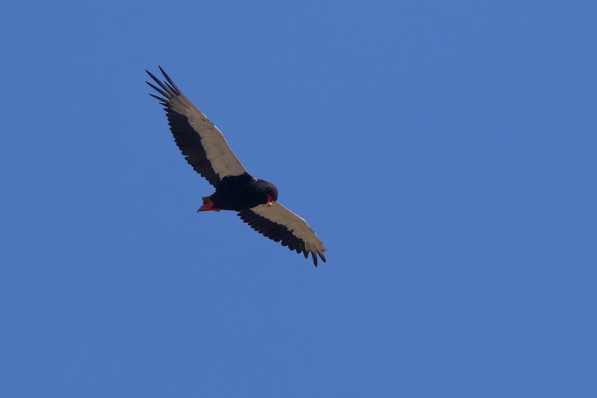 Bateleur des savanes - ML646512967