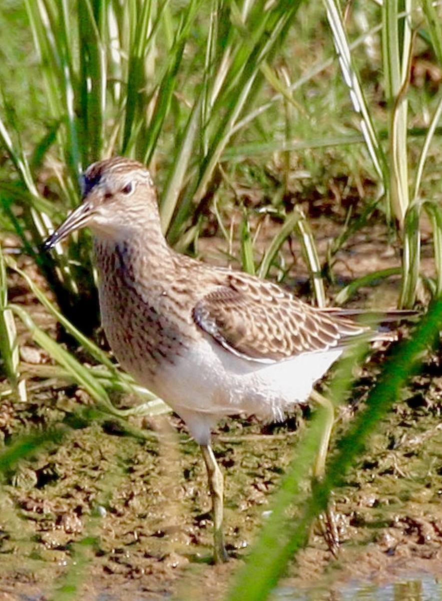 חופית כהת-חזה - ML646512969