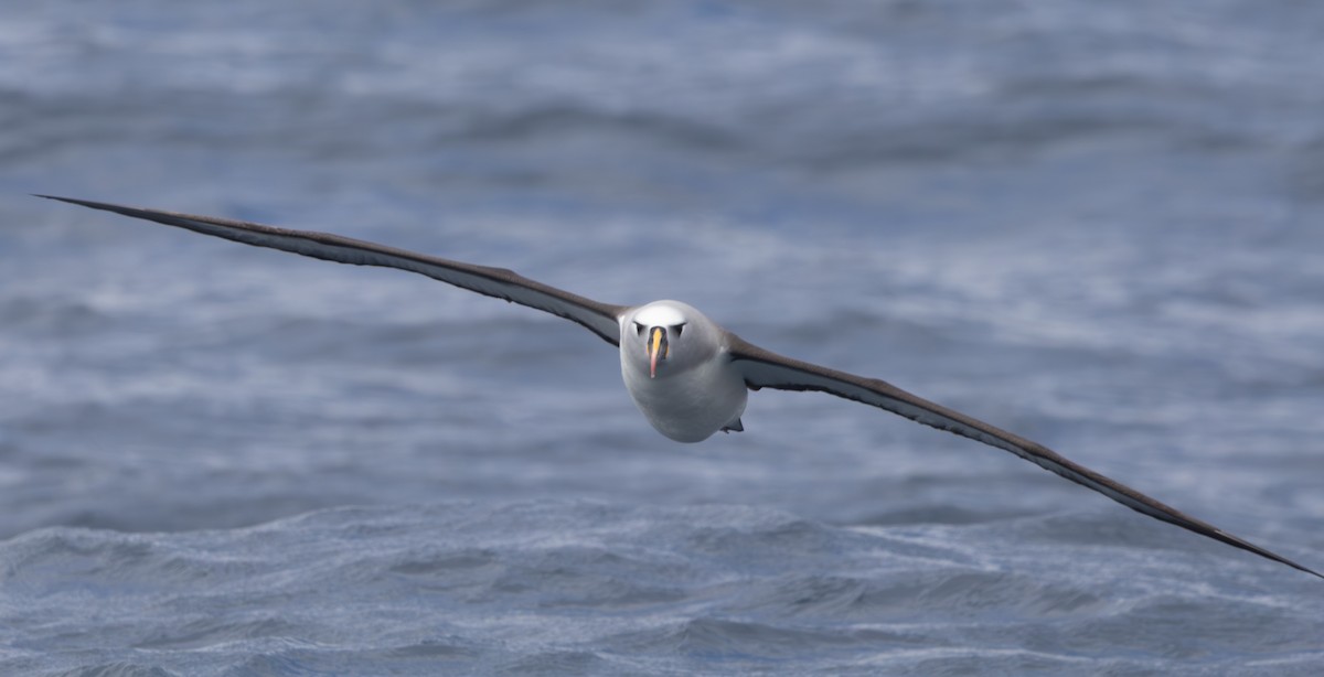 Atlantic Yellow-nosed Albatross - ML646512970