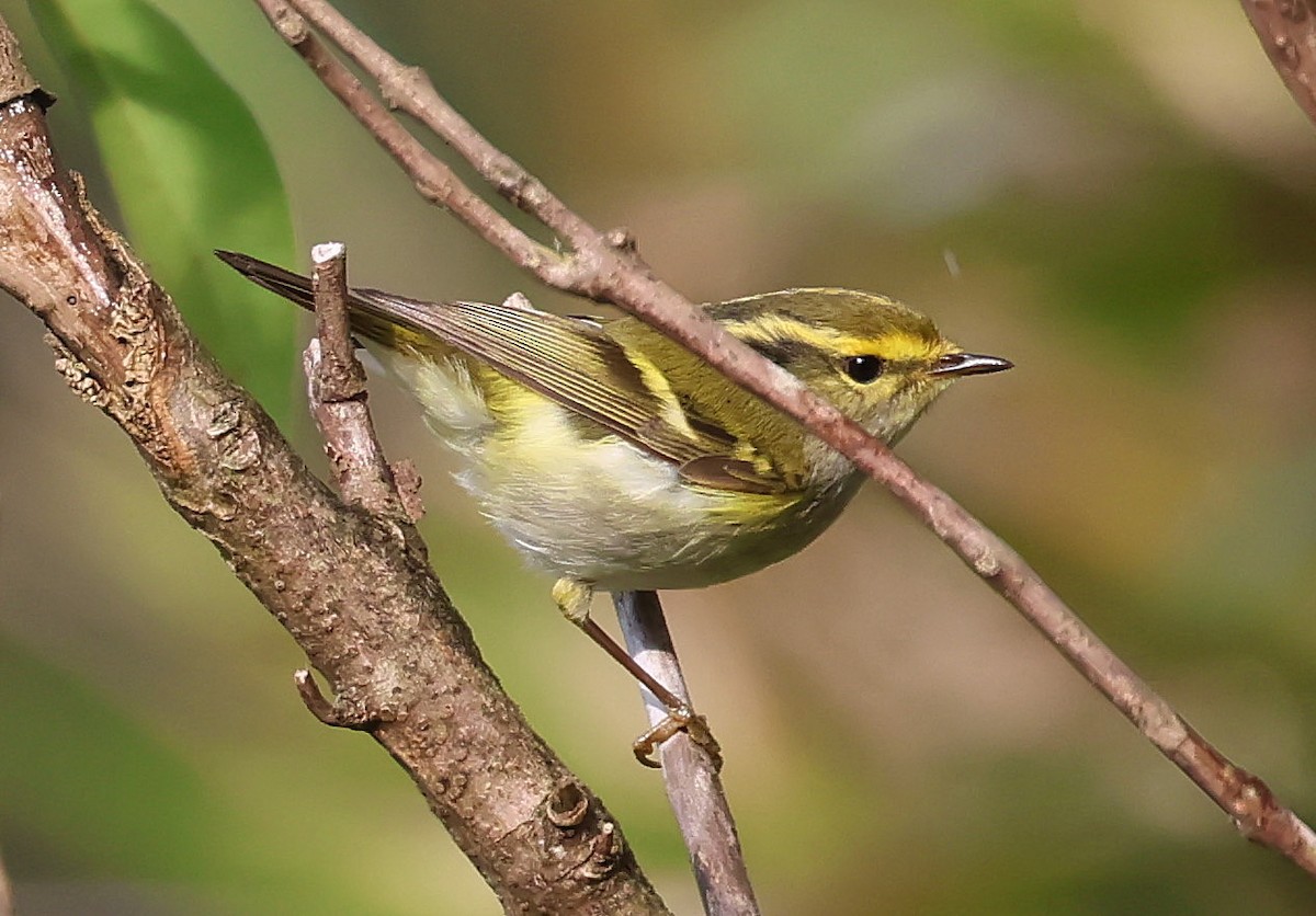 黃腰柳鶯 - ML646512971