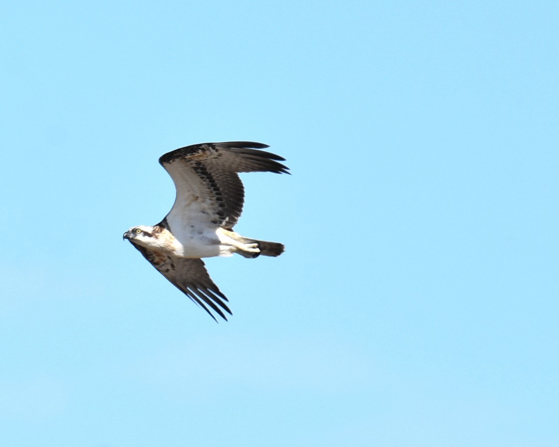 Osprey (Australasian) - ML646512972