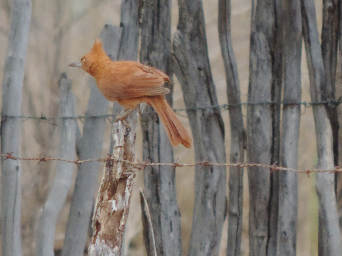 Хохлатая качолота - ML646512973