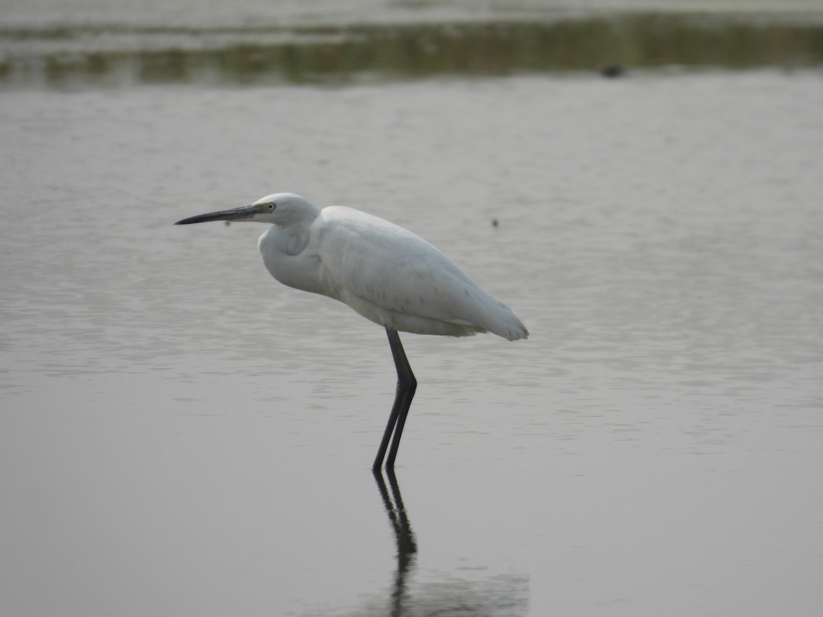 Seidenreiher - ML646512974