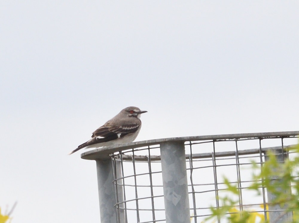 Gray Monjita - ML646512975