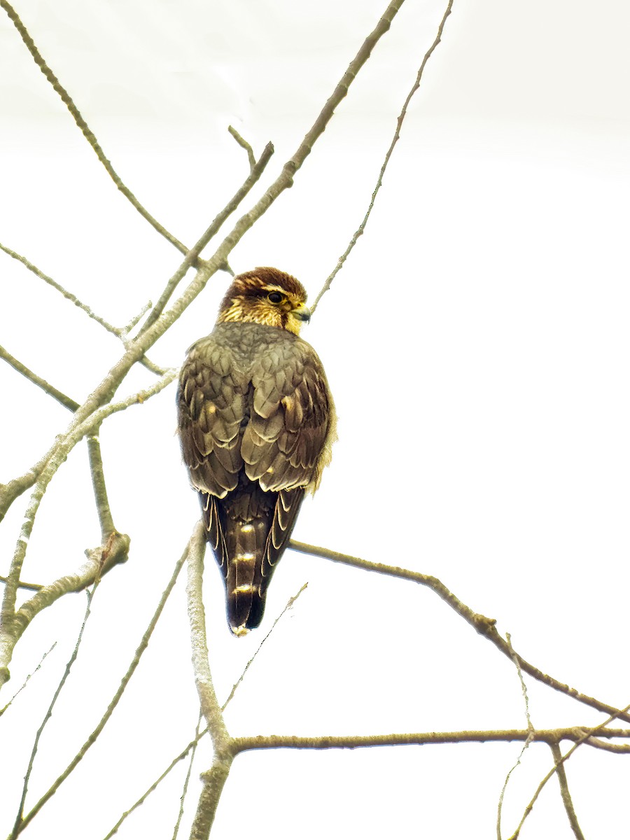 בז גמדי - ML646512976