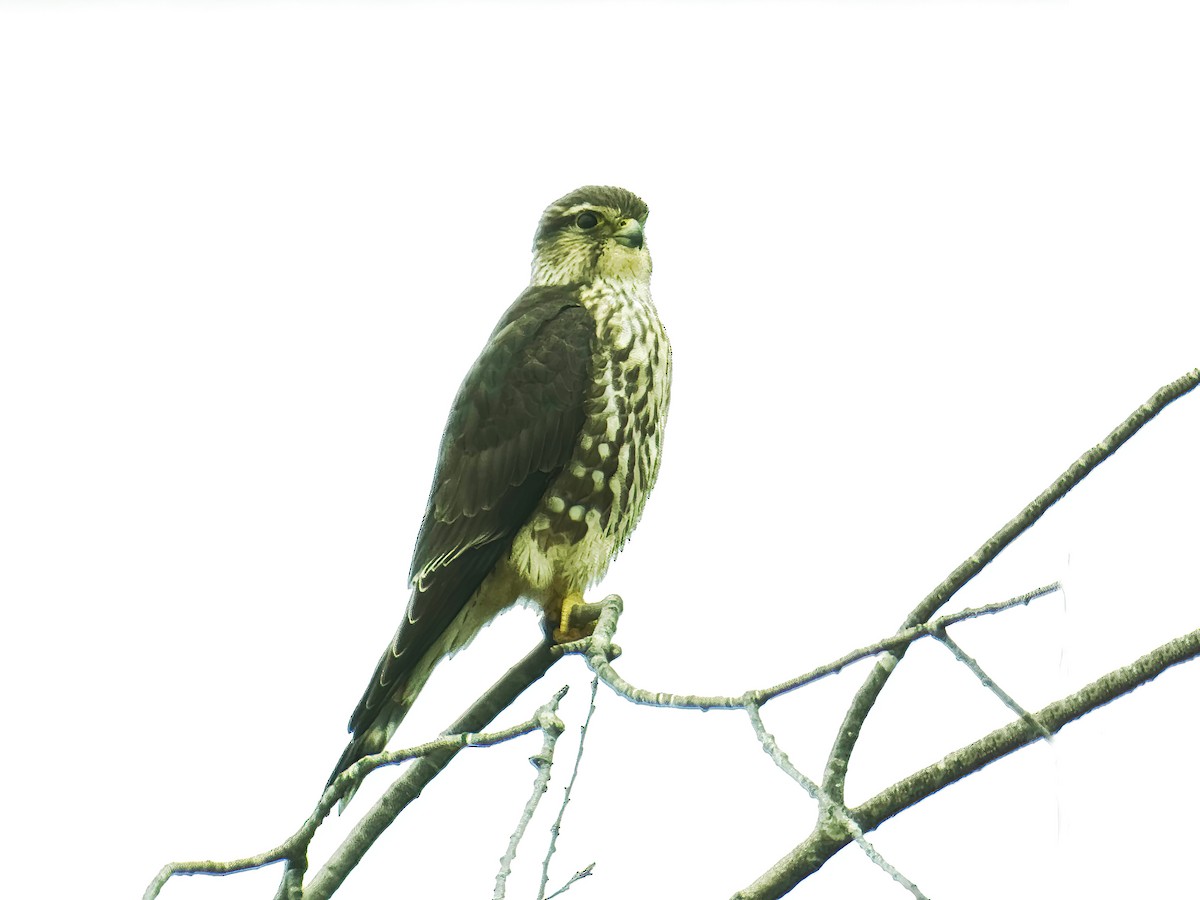 בז גמדי - ML646512977