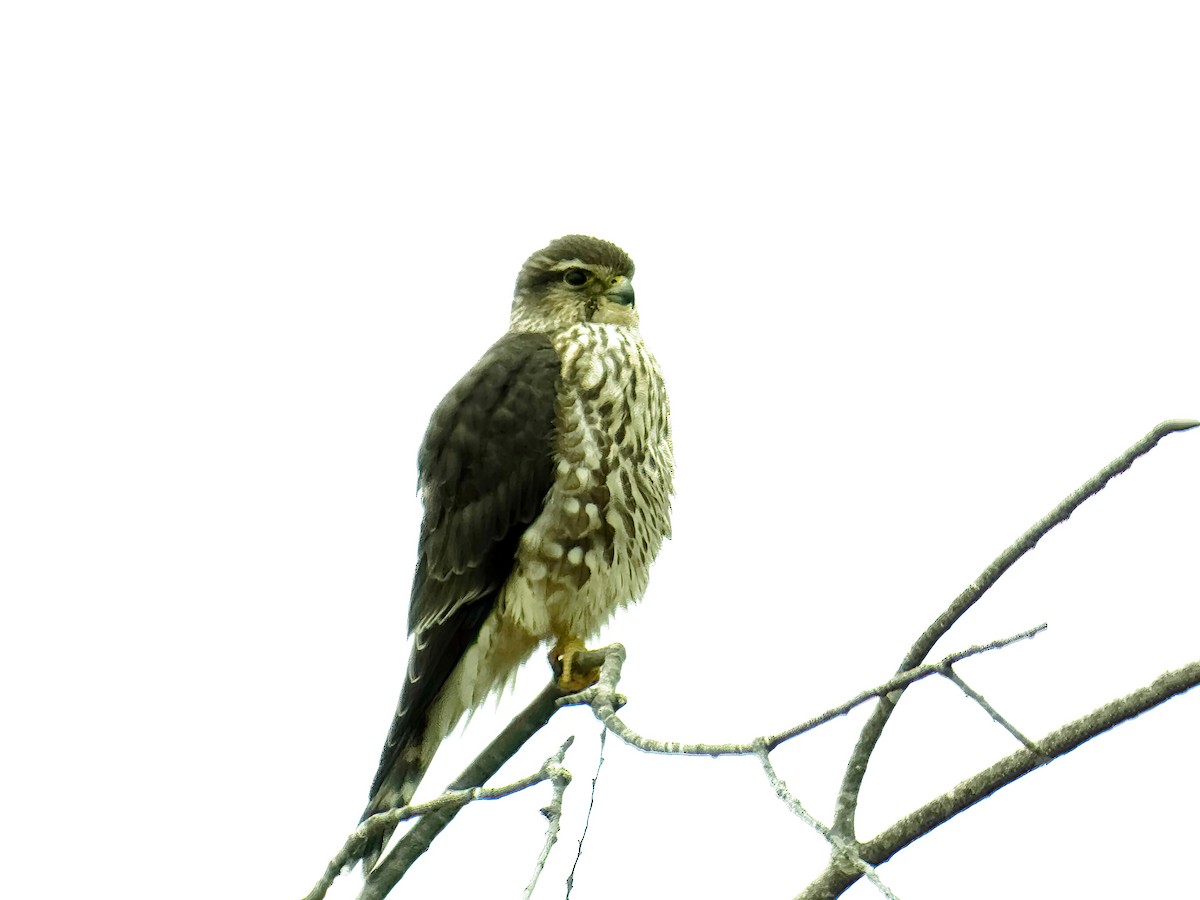 בז גמדי - ML646512978