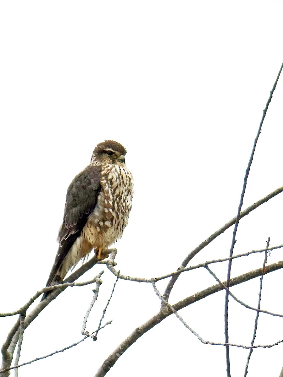 בז גמדי - ML646512979
