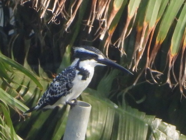 Graufischer - ML646512981