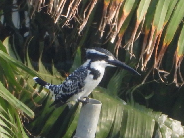 Graufischer - ML646512982