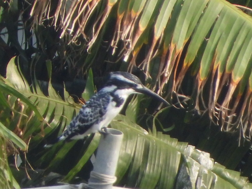 Graufischer - ML646512983