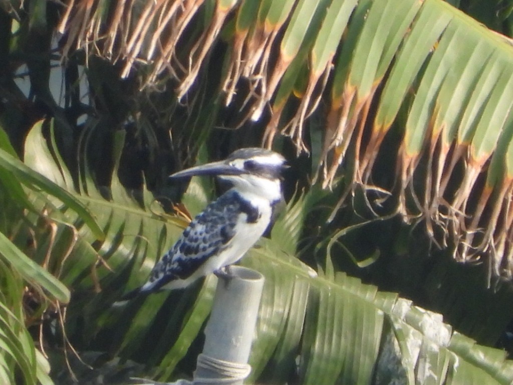 Graufischer - ML646512984