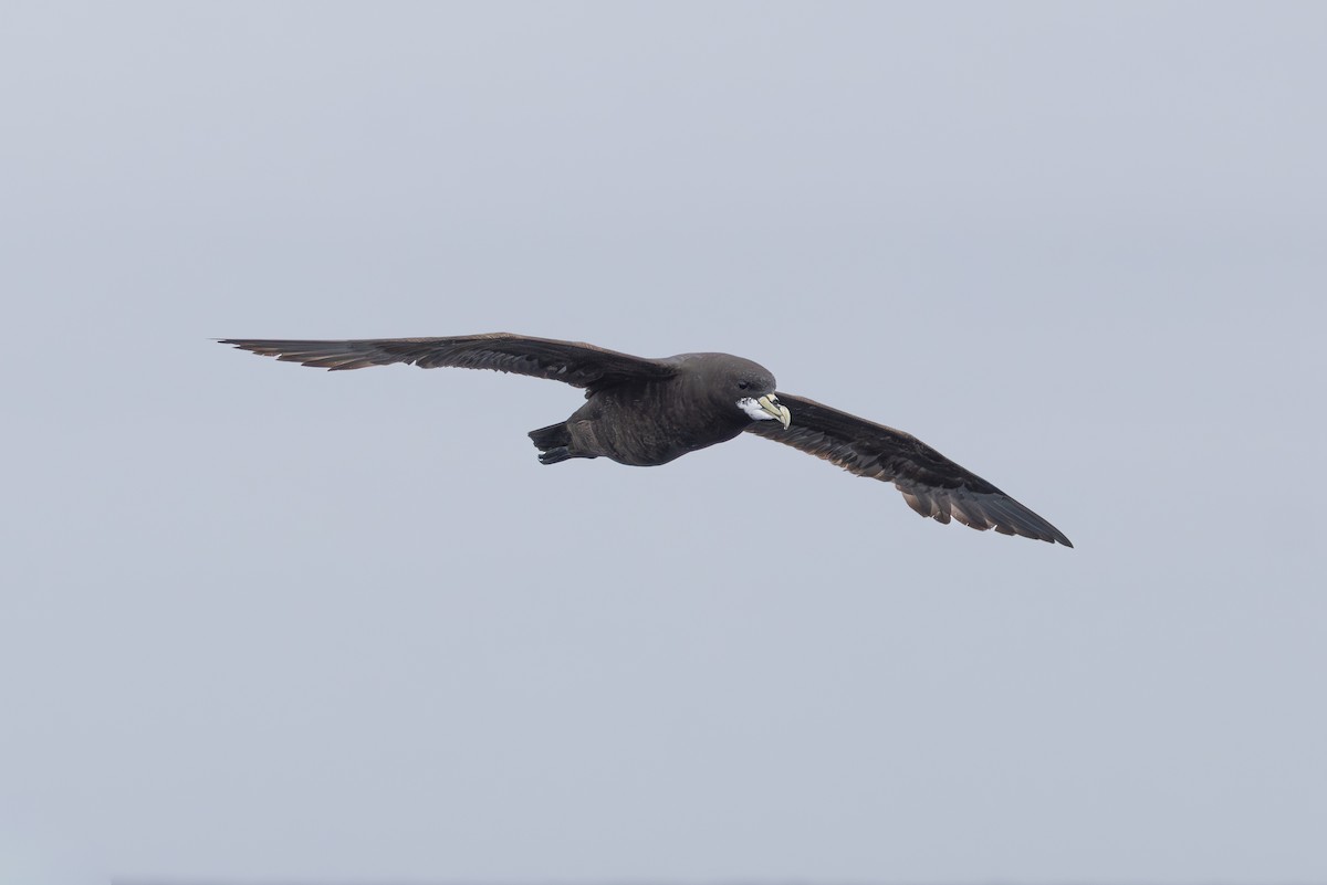 Beyaz Gıdılı Yelkovan - ML646512985