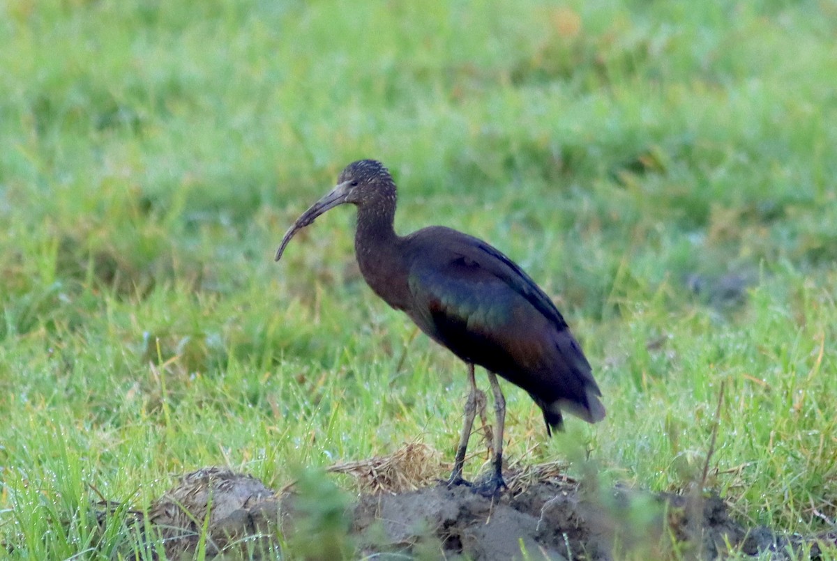 Коровайка бура - ML646512988