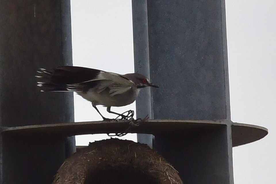 Gray Monjita - ML646512993