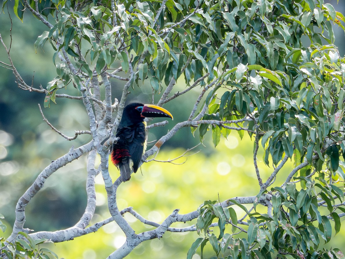 Green Aracari - ML646512994