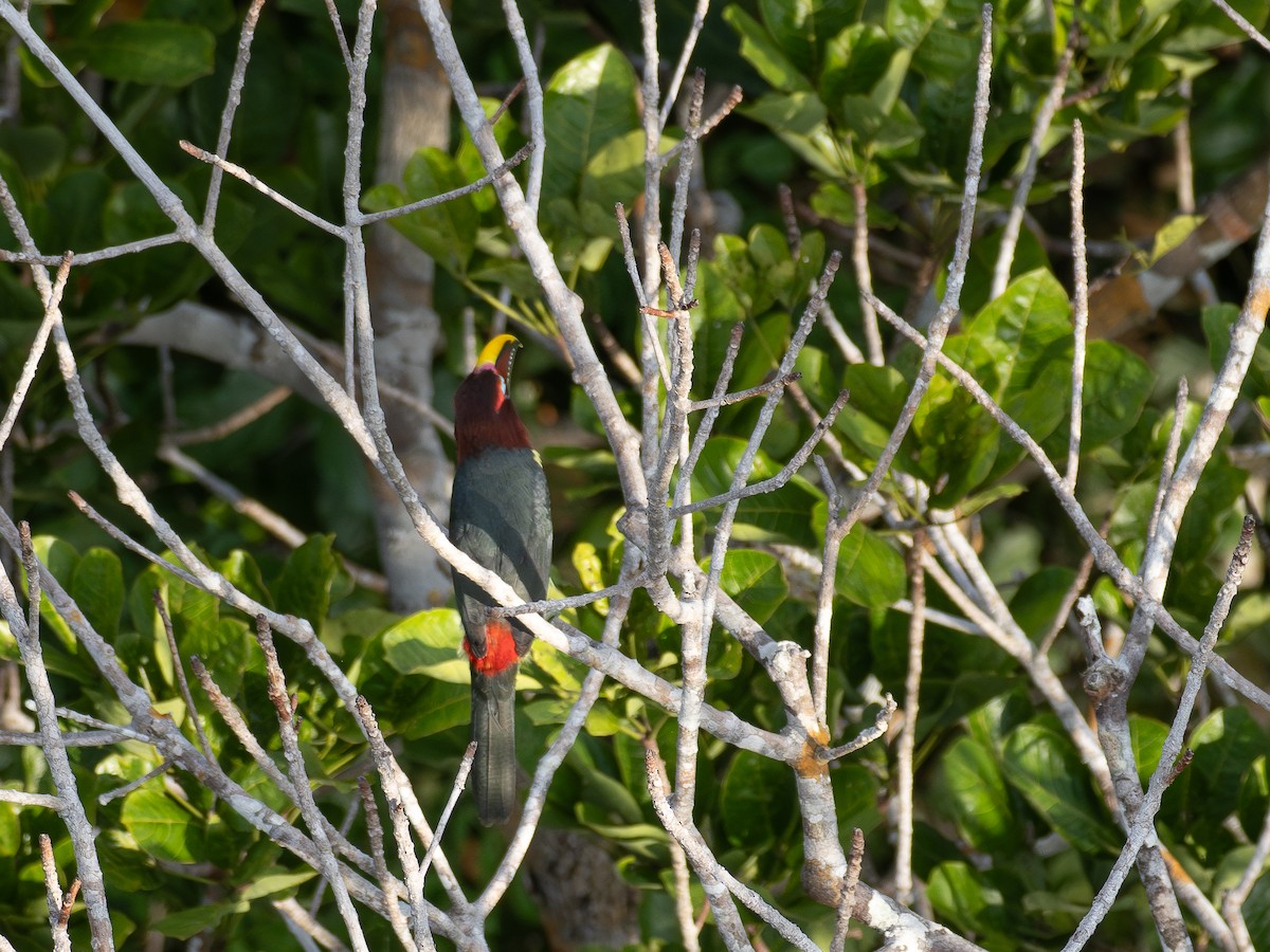 Green Aracari - ML646512995