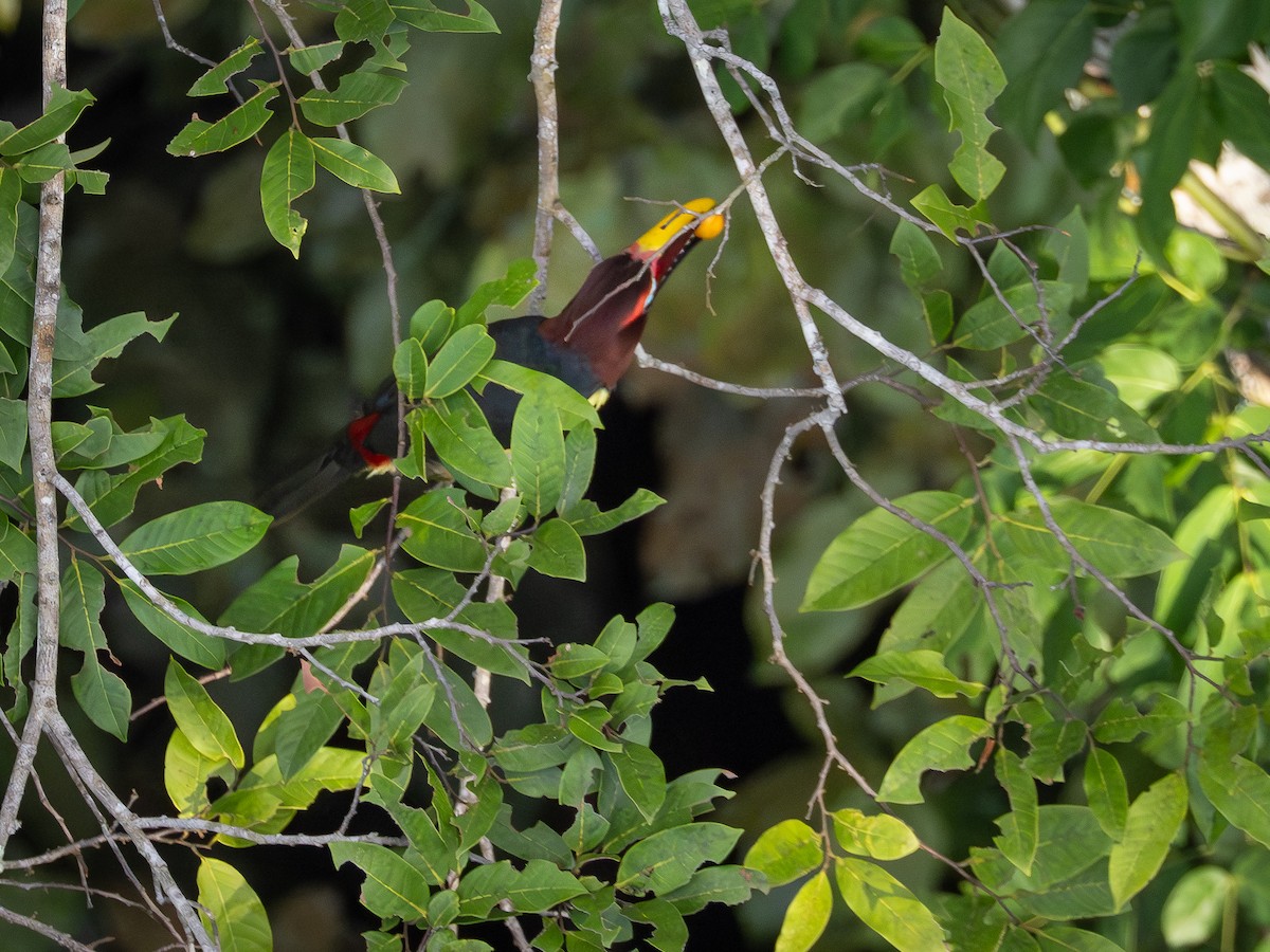 Green Aracari - ML646512996