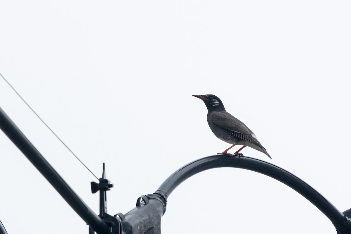 White-cheeked Starling - ML646512998