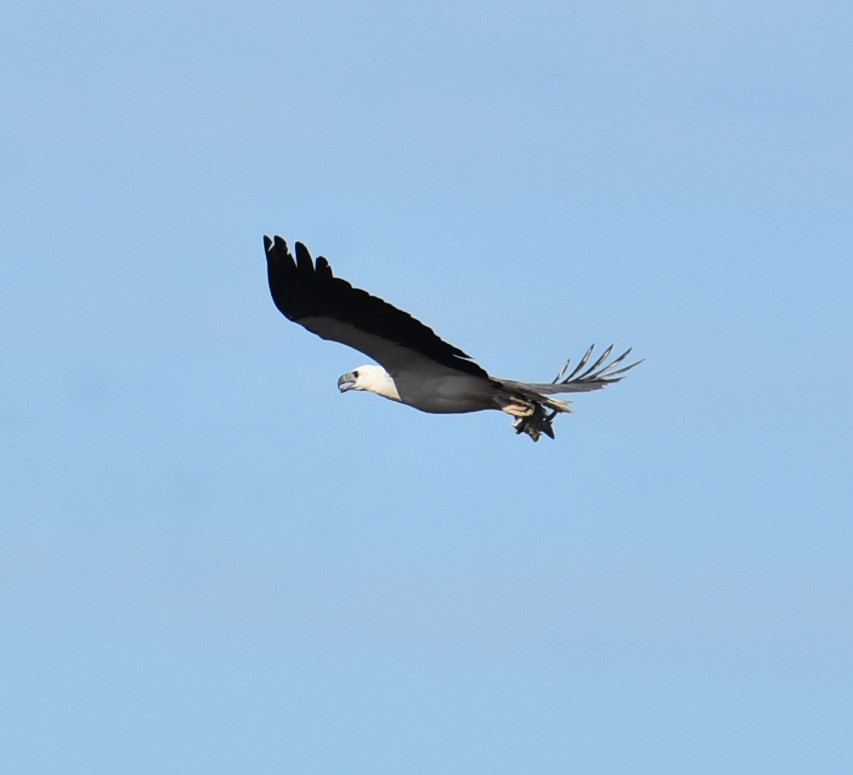 White-bellied Sea-Eagle - ML646513002