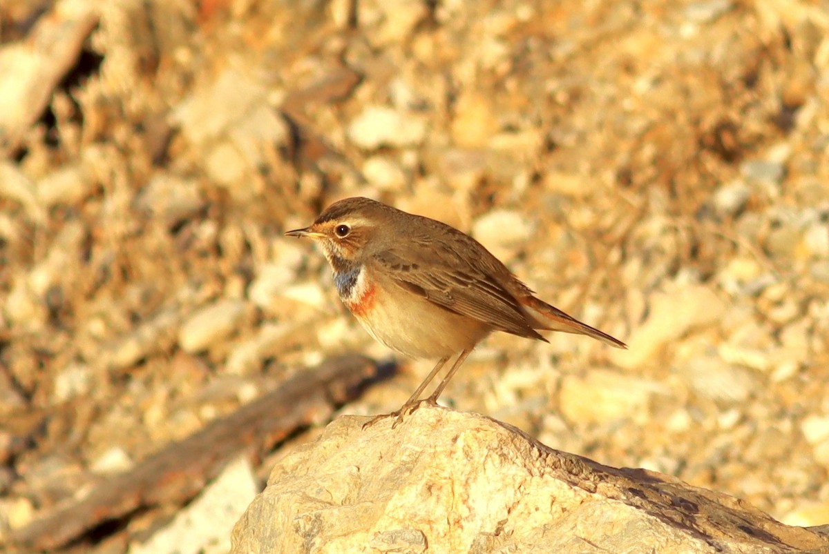 Синьошийка - ML646513003