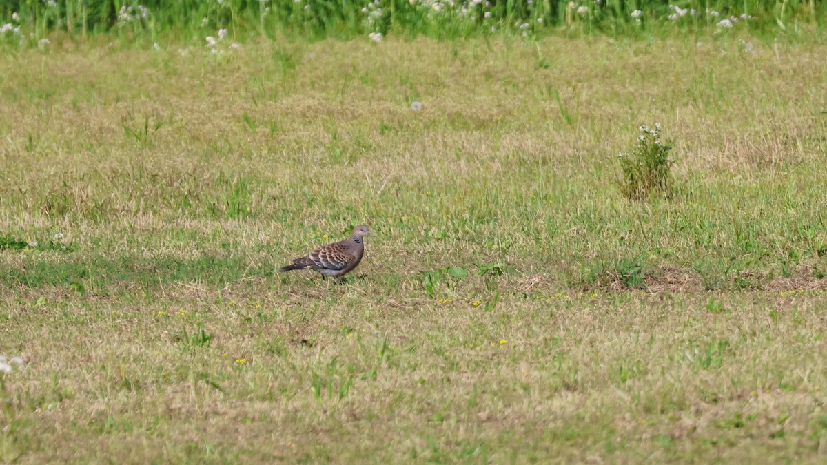 キジバト - ML646513004