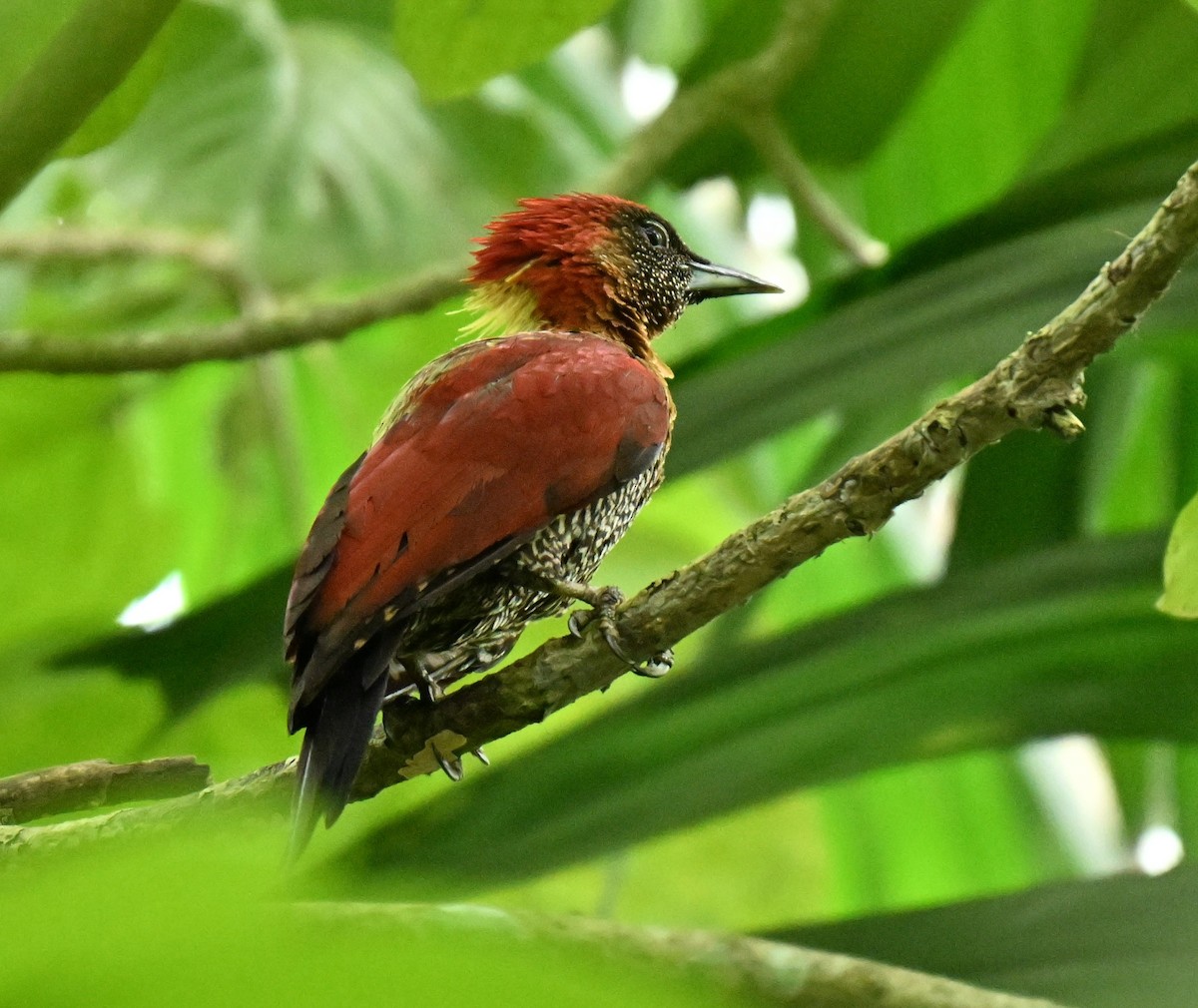 žluna suříková - ML646513005