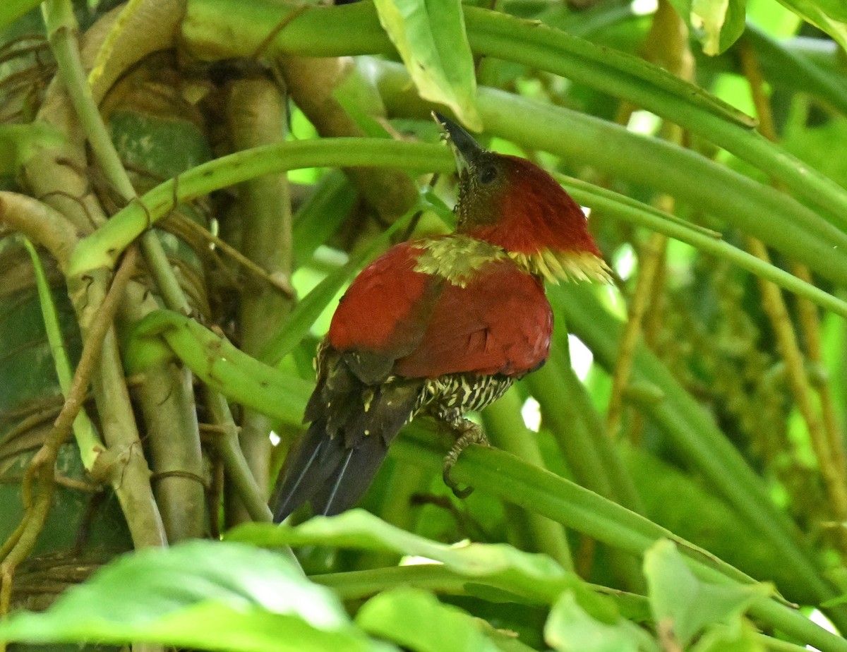 žluna suříková - ML646513006