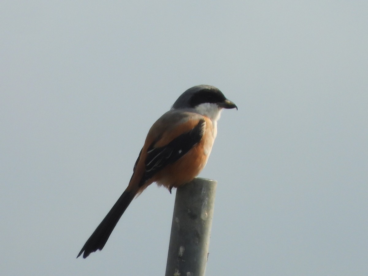 Schachwürger (schach) - ML646513009