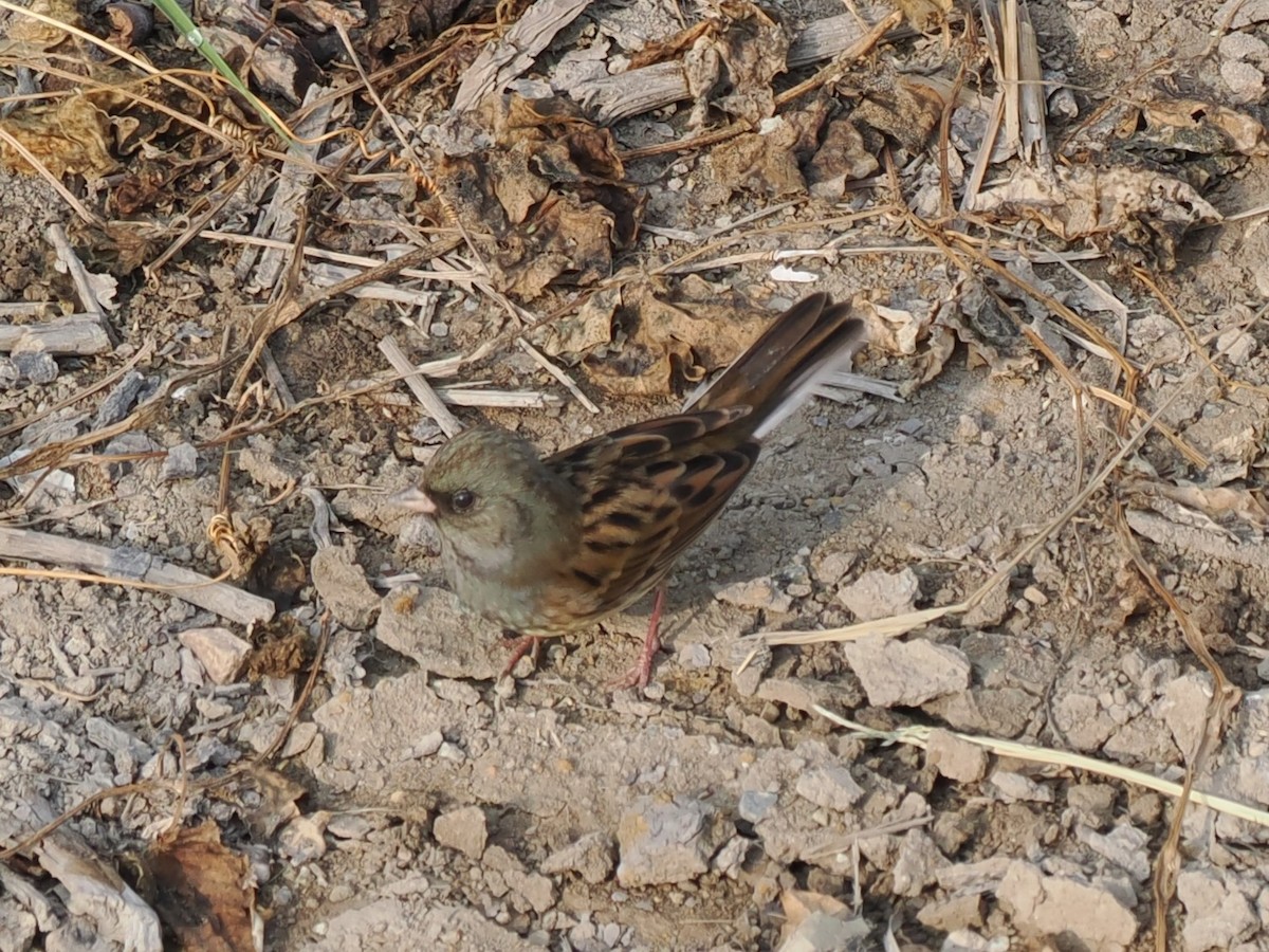 גיבתון שחור-פנים - ML646513015