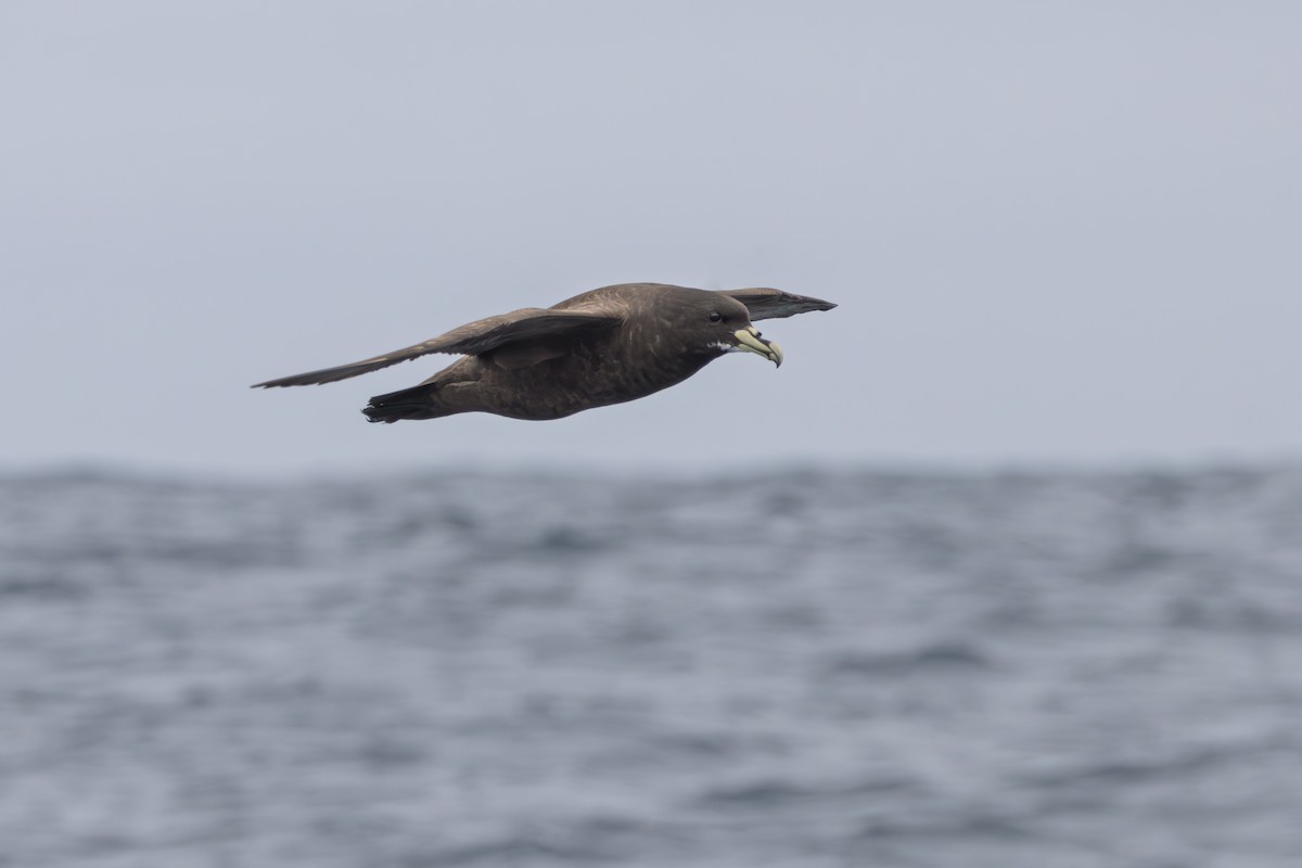 White-chinned Petrel - ML646513016
